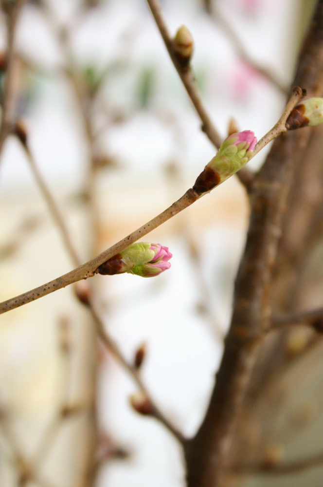 啓翁桜2日目