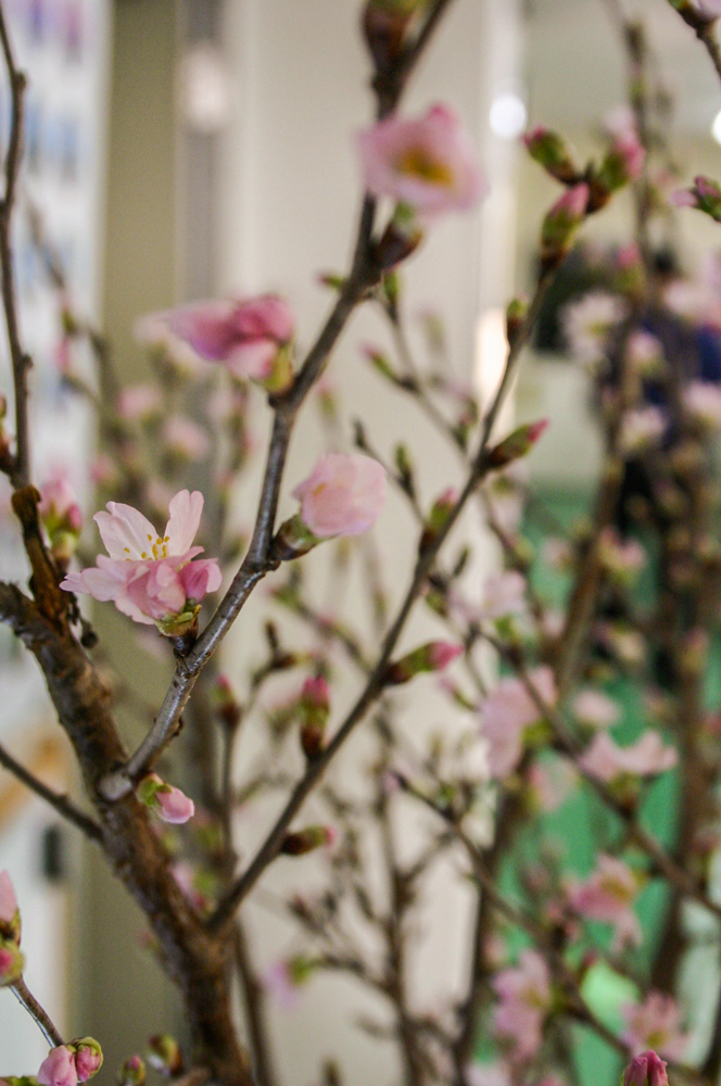 啓翁桜5日目
