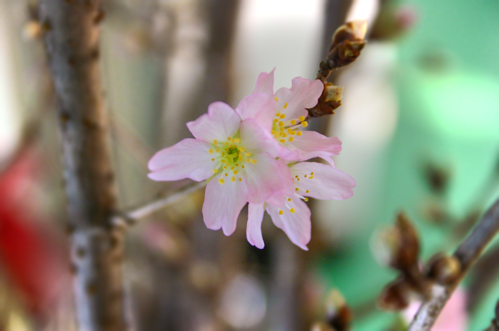 啓翁桜5日目