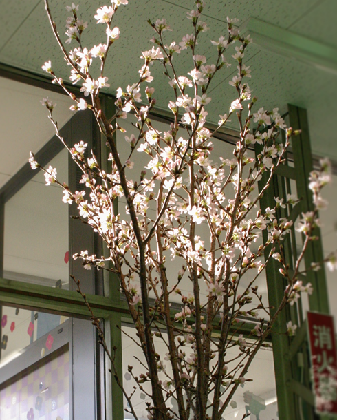 啓翁桜6日目