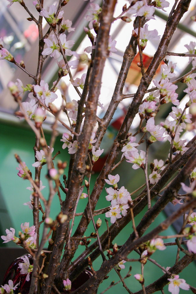啓翁桜7日目