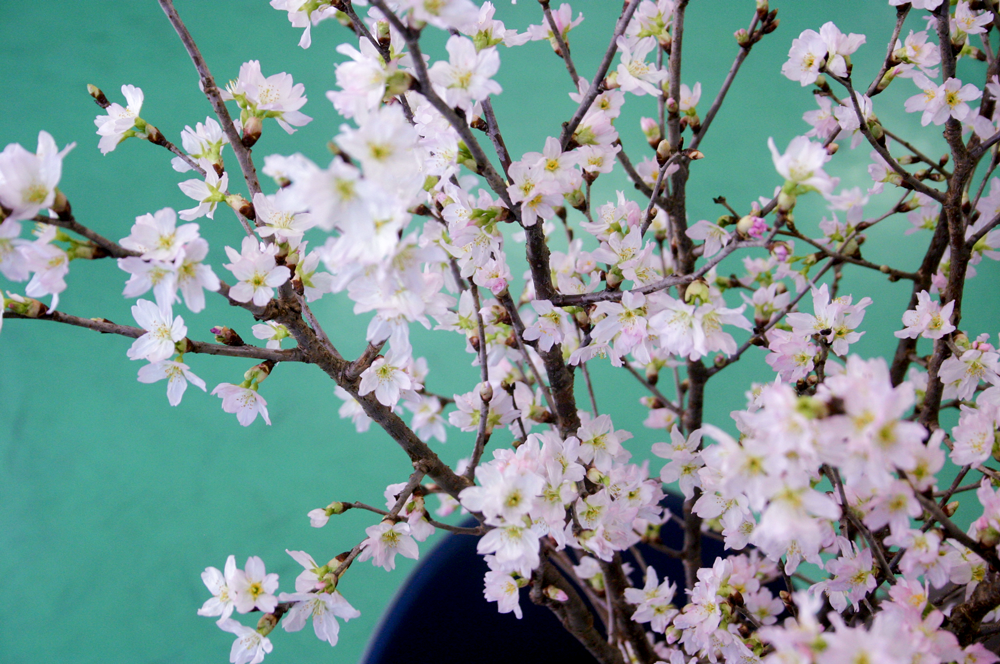 啓翁桜7日目