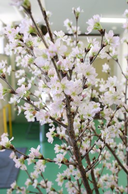 啓翁桜8日目と玄関飾り