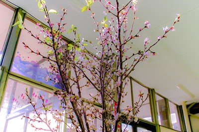 啓翁桜　18日目